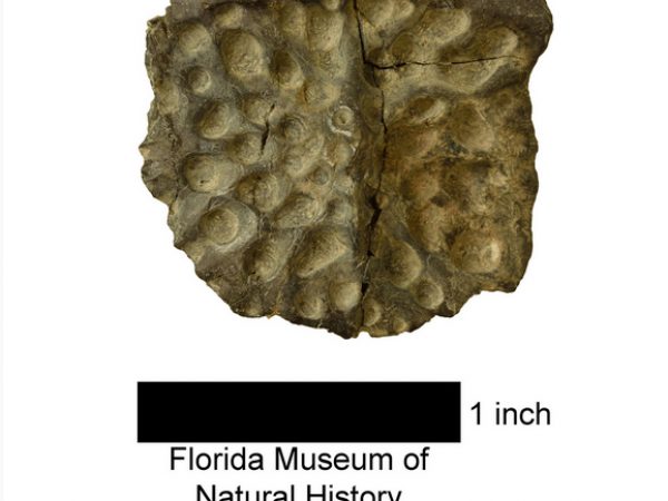 UF 267030, an osteoderm of an unknown crocodylian. Photo © VP FLMNH.