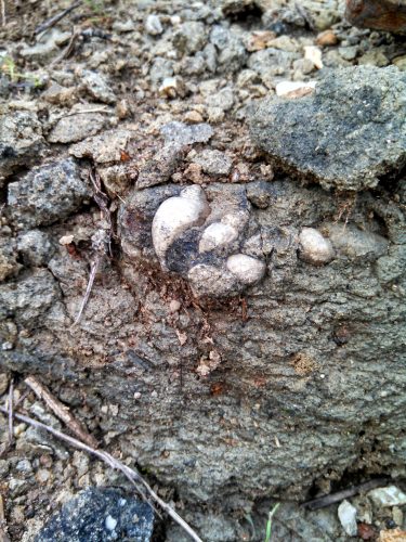 Gastropods found at one of the new localities.