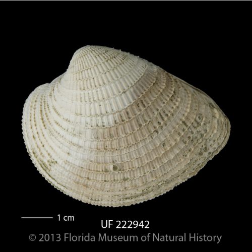 UF 222942, a valve of the Venus clam Chionopsis tegulum. Photo © IVP FLMNH.