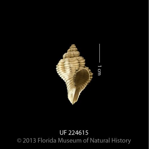 UF 224615, the shell of Solenosteira dalli. Photo © IVP FLMNH.