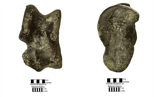 UF 244181, the astragalus of the anthracothere Arretotherium meridionale (left: anterior view; right: medial view). Photo © VP FLMNH.