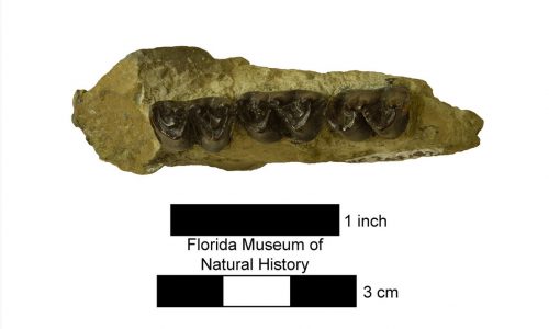 UF 267187, a partial left mandible of a horse with DP3-M1. Photo © VP FLMNH.