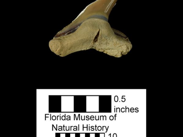 UF 262186, a lower tooth of Physogaleus contortus. Photo © VP FLMNH.
