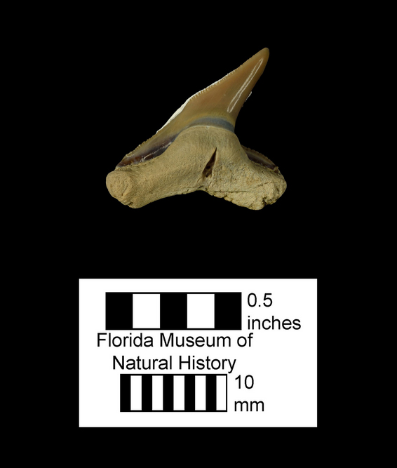 UF 262186, a lower tooth of Physogaleus contortus. Photo VP FLMNH.
