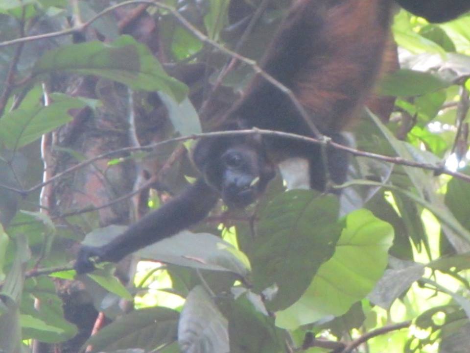 Howler monkey