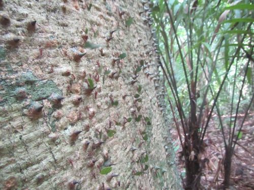 Leaf cutter ants