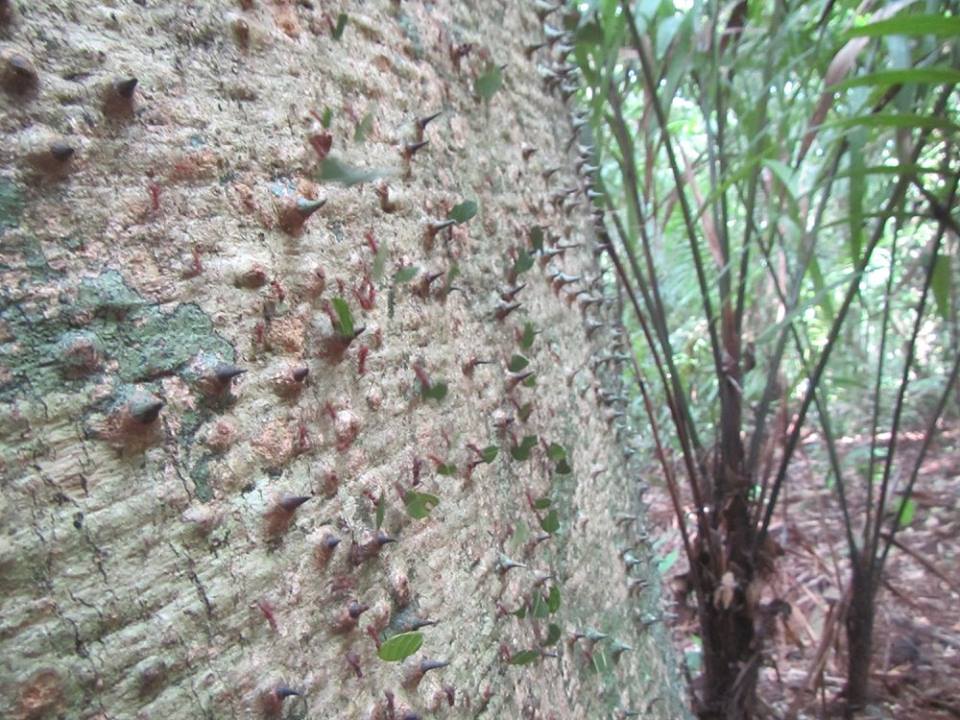 Leaf cutter ants