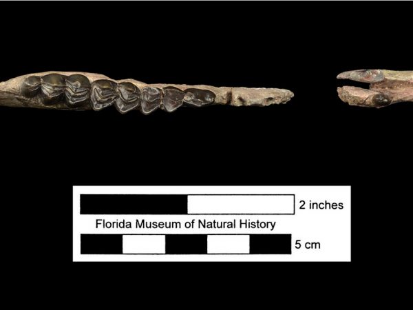 UF 254113, the right mandible of Aguascalientia minuta. The left mandible of this particular individual (not shown here) was also recovered and has the same catalog number. Photo © VP FLMNH.