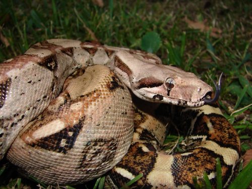 Boa constrictor imperator