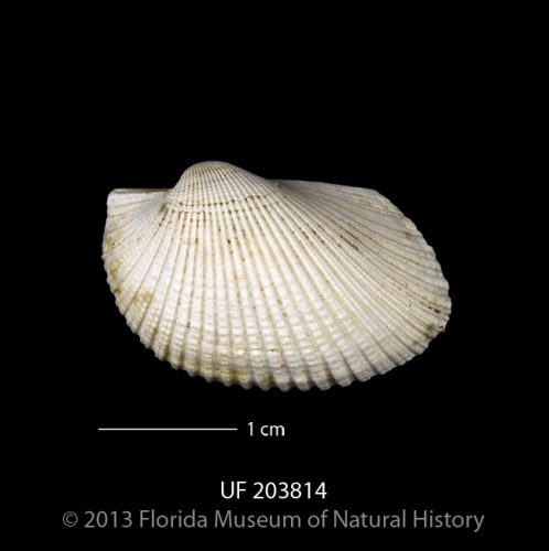 UF 203814, a valve of the fossil ark clam 