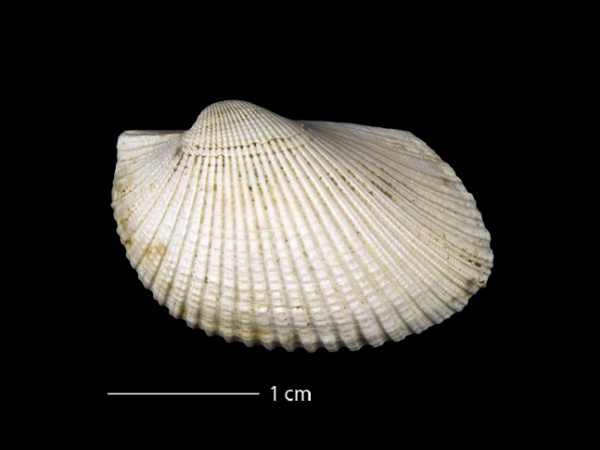 UF 203814, a valve of the fossil ark clam Anadara (Rasia) dariensis. Photo © IVP FLMNH.