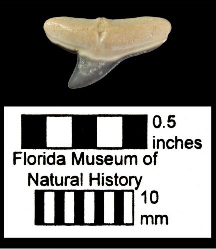 UF 232587, a hammerhead shark tooth