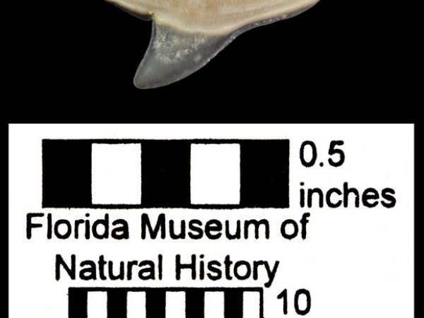 UF 232587, a hammerhead (Sphyrna sp.) shark tooth. Photo © VP FLMNH.