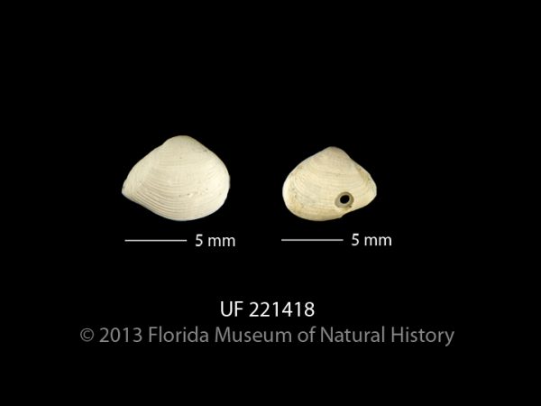 UF 221418, the two valves of the basket clam Caryocorbula stena. Note that the valve with the bore hole is much smaller than the other valve. Photo © IVP FLMNH.