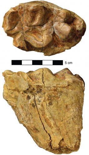 UF 294322, a left lower third molar (m3) of the gomphothere <em>Gomphotherium</em> sp. Top: occlusal view, bottom: labial view. Figure modified from <a href="http://journals.cambridge.org/action/displayAbstract?fromPage=online&amp;aid=9737784&amp;fileId=S0022336014000316" target="_blank" rel="noopener">MacFadden et al. 2015</a>.