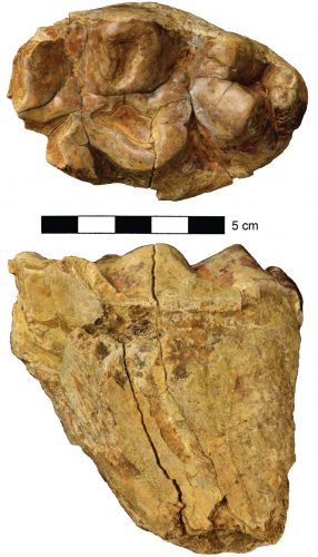 UF 294322, a left lower third molar (m3) of the gomphothere <em>Gomphotherium</em> sp. Top: occlusal view, bottom: labial view. Figure modified from <a href="http://journals.cambridge.org/action/displayAbstract?fromPage=online&aid=9737784&fileId=S0022336014000316" target="_blank" rel="noopener">MacFadden et al. 2015</a>.