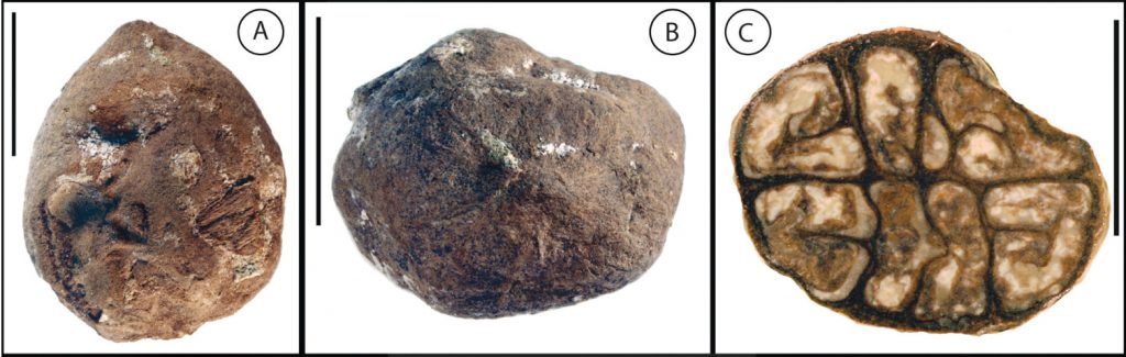 UF 00621-59109, the holotype of <em>Oreomunnea grahamii</em>.