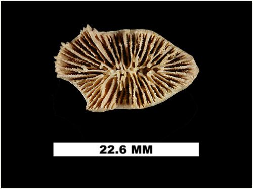 UF 8906, the type specimen of <em>Flabellum chipolanum</em>. This specimen is from the Chipola Formation in Florida and is early Miocene in age. <a href="http://www.flmnh.ufl.edu/invertpaleo/display.asp?catalog_number=8906&amp;gallery_type=Holotype%20Cnidaria">Photo © IVP FLMNH</a>.