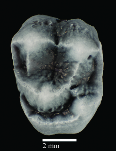 UF 280128, the left upper first molar (M1) and holotype of <em>Panamacebus transitus</em>. Photo courtesy of Aldo Rincon, VP FLMNH and PCP PIRE.