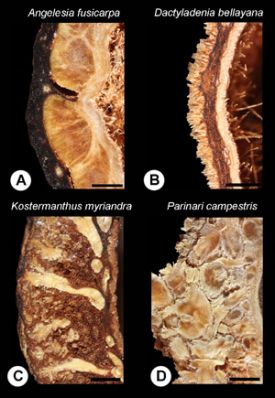 Figure 2. Endocarp walls of some Chrysobalanaceae species. Scale bar=1mm. Photo courtesy of Carolyn Thornton.