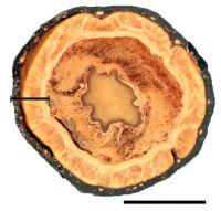 Figure 1. Transverse section of the fruit of Angelesia fusicarpa. Scale bar=5mm. Photo courtesy of Carolyn Thornton.