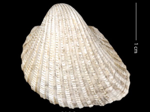 Anadara (Cunearca) chavezi; Ark Shell