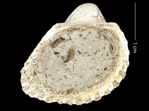 Anadara (Cunearca) chavezi; Ark Shell