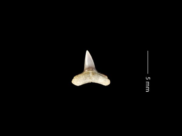 Carcharhinus perezi | Caribbean reef shark | tiburón de arrecife caribeño