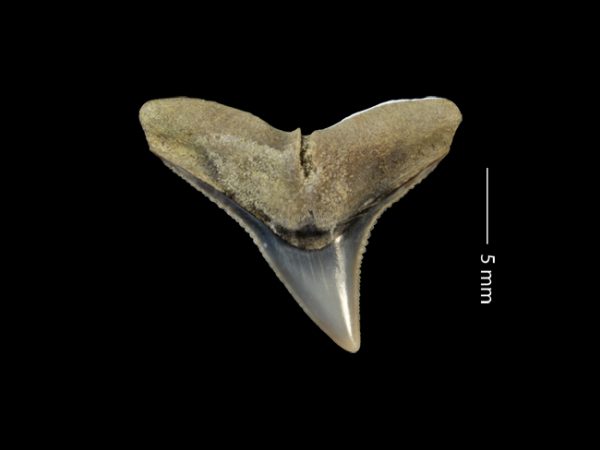 Carcharhinus perezi | Caribbean reef shark | tiburón de arrecife caribeño