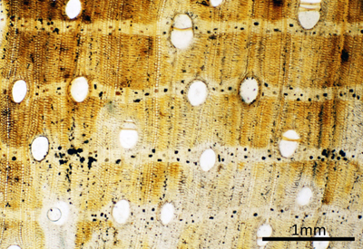 Figure 1: Fossil wood from a Fig tree, collected near Ocú, Panama. Photo courtesy of Nathan Jud.