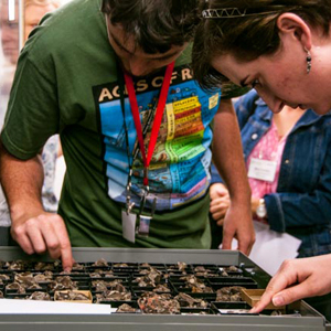 PCP PIRE Postdoc Nathan Jud and Christina Byrd of the Virginia Museum of Natural History examine plant fossils in the paleobotany collection at FLMNH. Participants in the 3D Digitization Workshop toured the fossil collections at FLMNH in order to find fossils that might be next in line to be digitized and 3D printed for K-12 use. Photo courtesy of Rob Hoffman.
