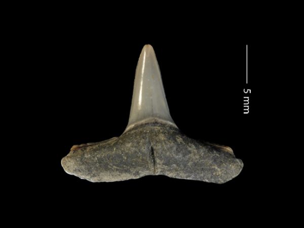 Negaprion brevirostris | lemon shark | tiburón limón