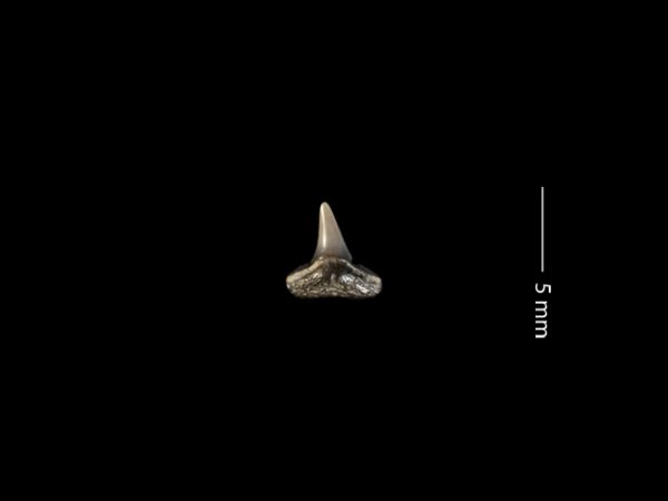 Negaprion brevirostris | lemon shark | tiburón limón