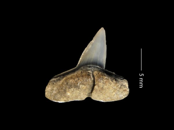 Sphyrna spp. | hammerhead shark | tiburón cabeza de martillo