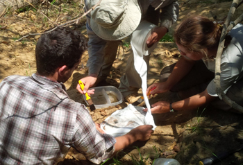 Spring 2015 field interns Jeremy Dunham, Adam Bouché and Sophie Westacott make a jacket for a fossil at Lake Alajuela. Photo courtesy of Jeremy Dunham.