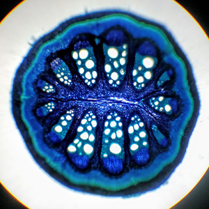 Figure 2: Stained thin section, made by hand, of Aristolochia sp. by Jorge López Cortés. Photo courtesy of Nathan Jud.