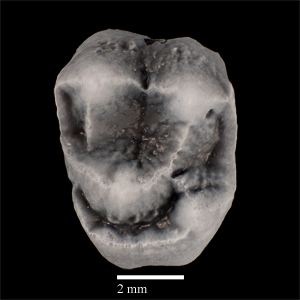 UF 280128, the left upper first molar (M1) and holotype of Panamacebus transitus. Photo courtesy of Aldo Rincon.