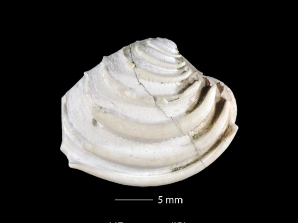 Lirophora falconensis | Falcón venus clam | almeja venus del Falcón