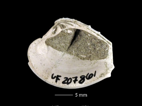 Lirophora falconensis | Falcón venus clam | almeja venus del Falcón