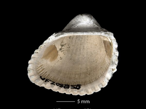 Anadara (Cunearca) chavezi; Ark Shell