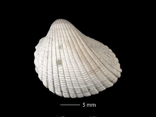 Anadara (Cunearca) chavezi; Ark Shell