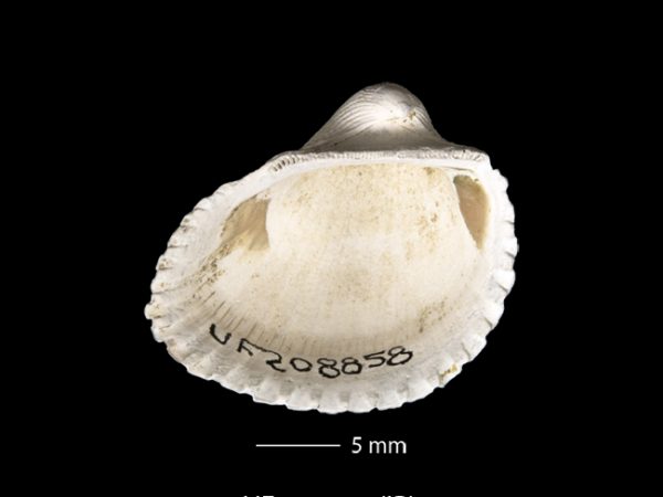 Anadara (Cunearca) chavezi; Ark Shell