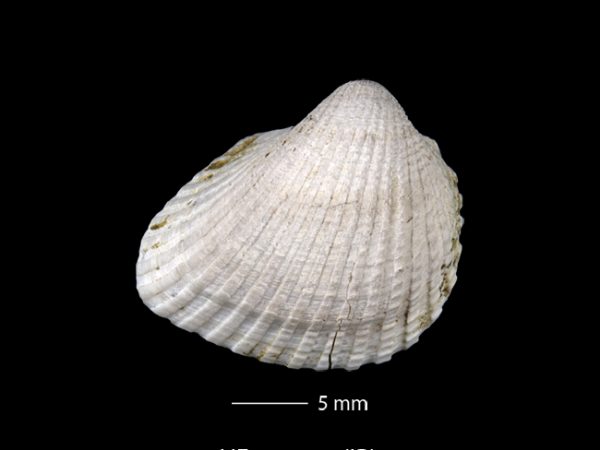 Anadara (Cunearca) chavezi; Ark Shell