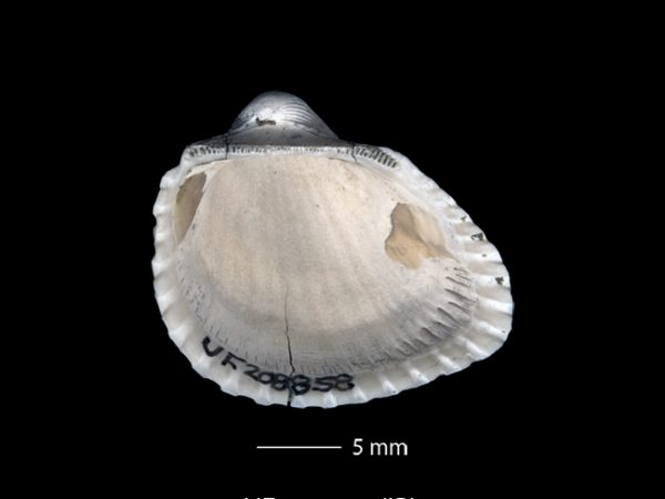 Anadara (Cunearca) chavezi; Ark Shell