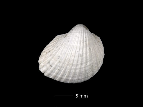 Anadara (Cunearca) chavezi; Ark Shell
