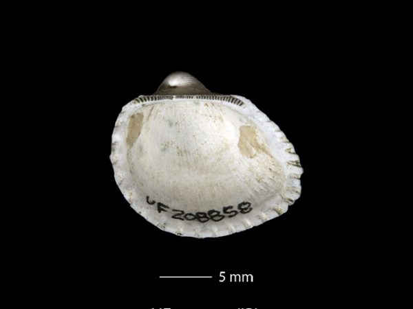 Anadara (Cunearca) chavezi; Ark Shell
