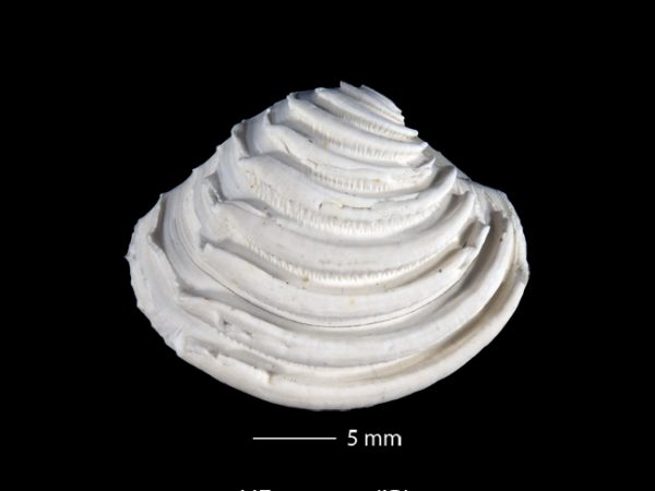 Lirophora falconensis | Falcón venus clam | almeja venus del Falcón