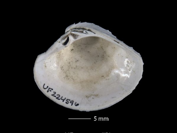 Lirophora falconensis | Falcón venus clam | almeja venus del Falcón