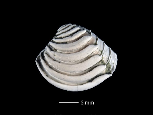 Lirophora falconensis | Falcón venus clam | almeja venus del Falcón