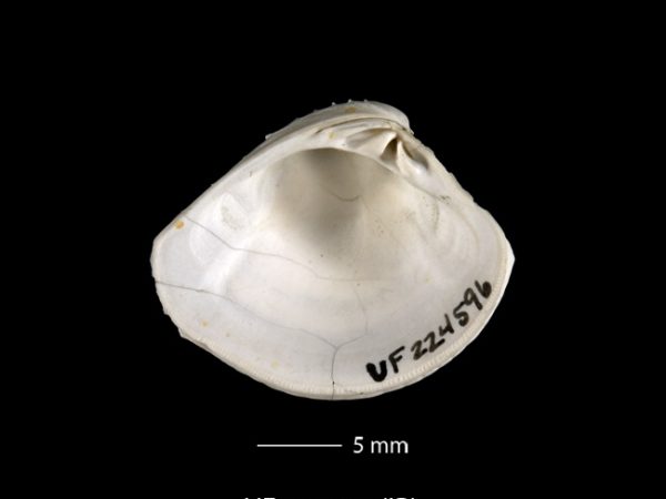 Lirophora falconensis | Falcón venus clam | almeja venus del Falcón